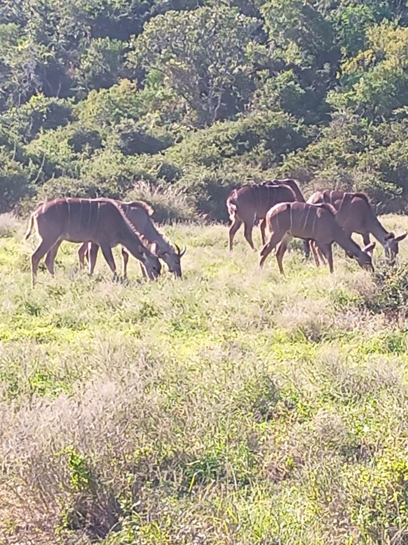 Kudus