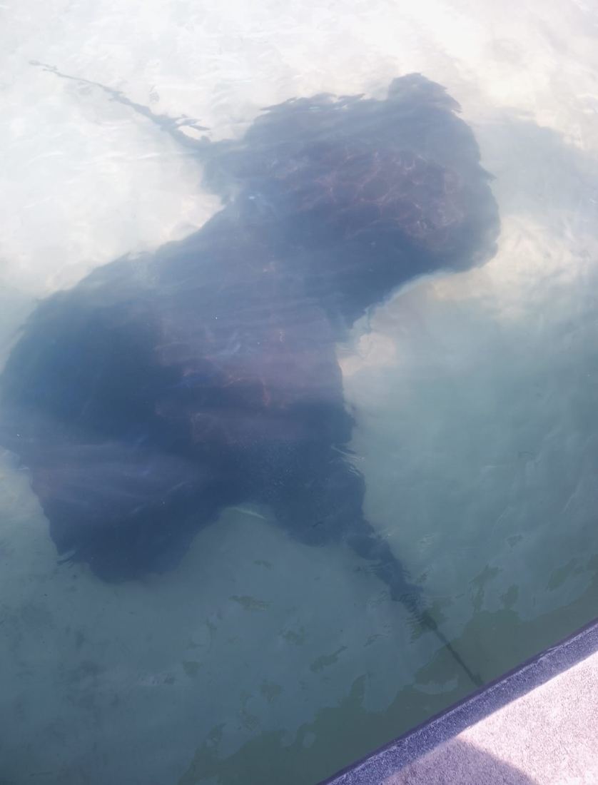 Rays in the shallows of Struisbaai harbor